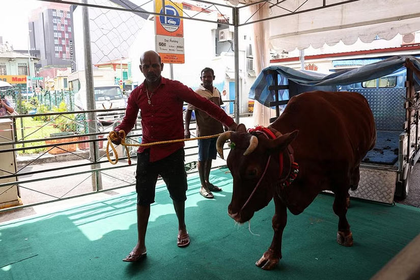 A cattle show in Little India